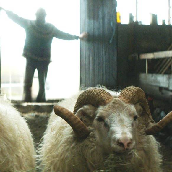 Δεσμοί Αίματος (Rams / Hrútar) (2015)